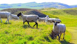 Lamb: modelling the impact of the UK’s accession to CPTPP